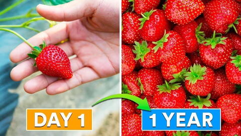 Embedded thumbnail for How to Propagate Strawberries From Runners