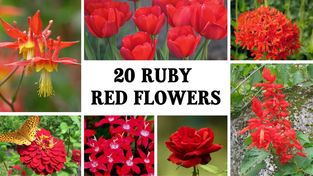 collage of red flowers