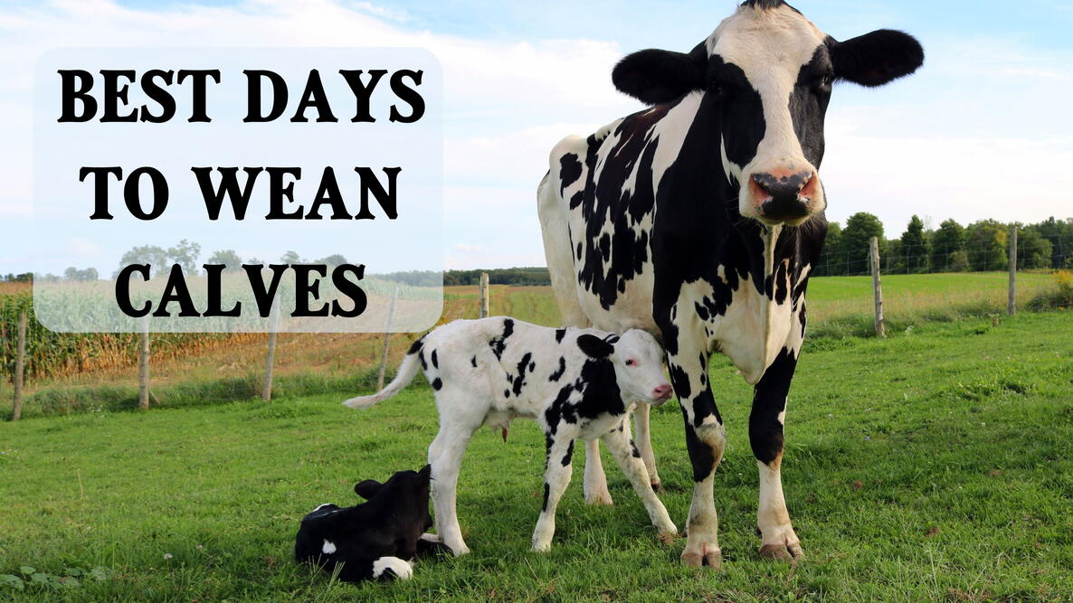 Best days to wean calves, mom cow with two baby cows