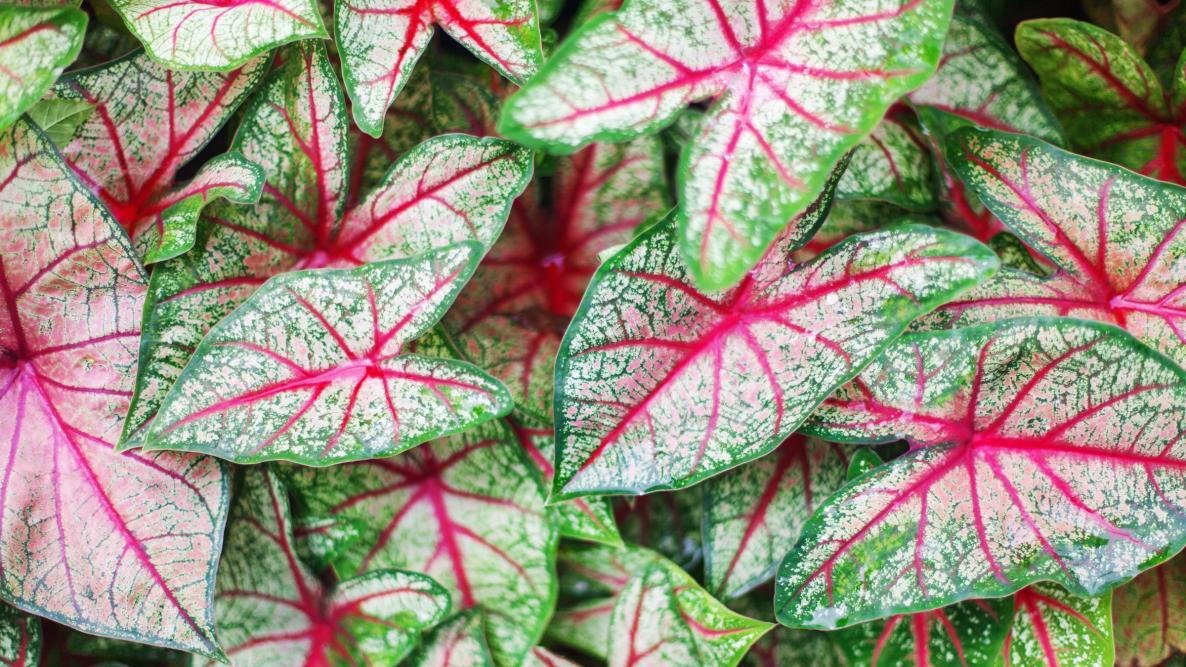 Caladium 
