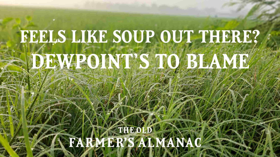 Dewpoint explained!