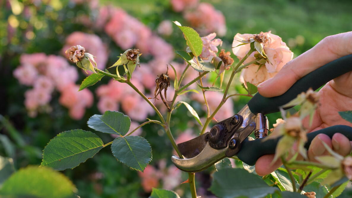 A hand holding garden shears deadheads roses 