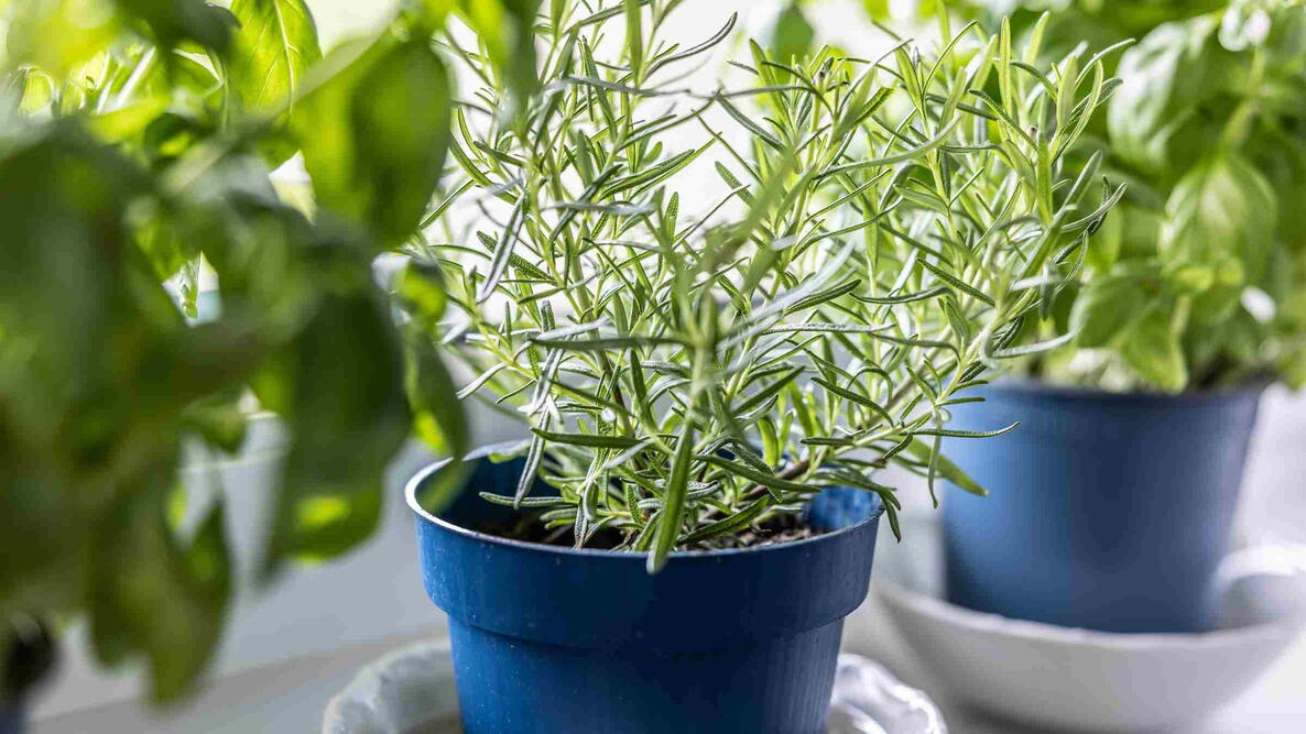 Fresh green herbs, rosemary and basil, in blue pots placed on a windowsill