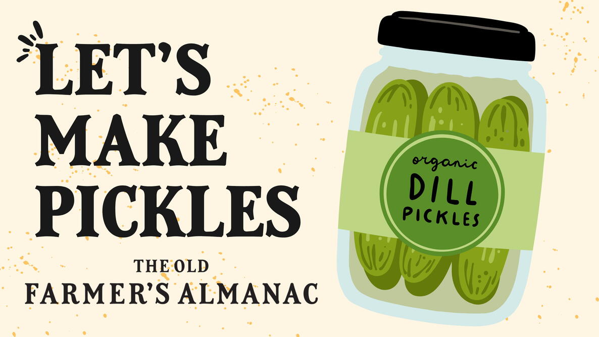 illustrated jar of dill pickles