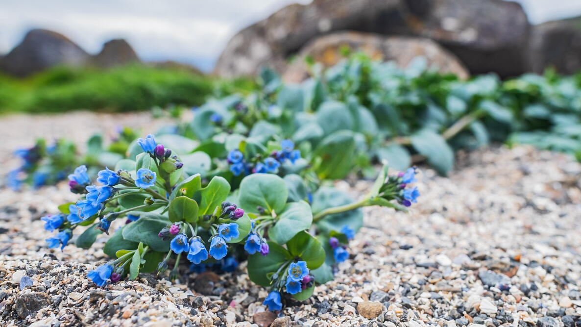 Oyster (Mertensia maritima)