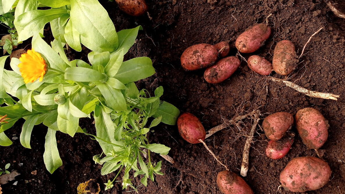 Red potatoes growing next to calendula in a garden 