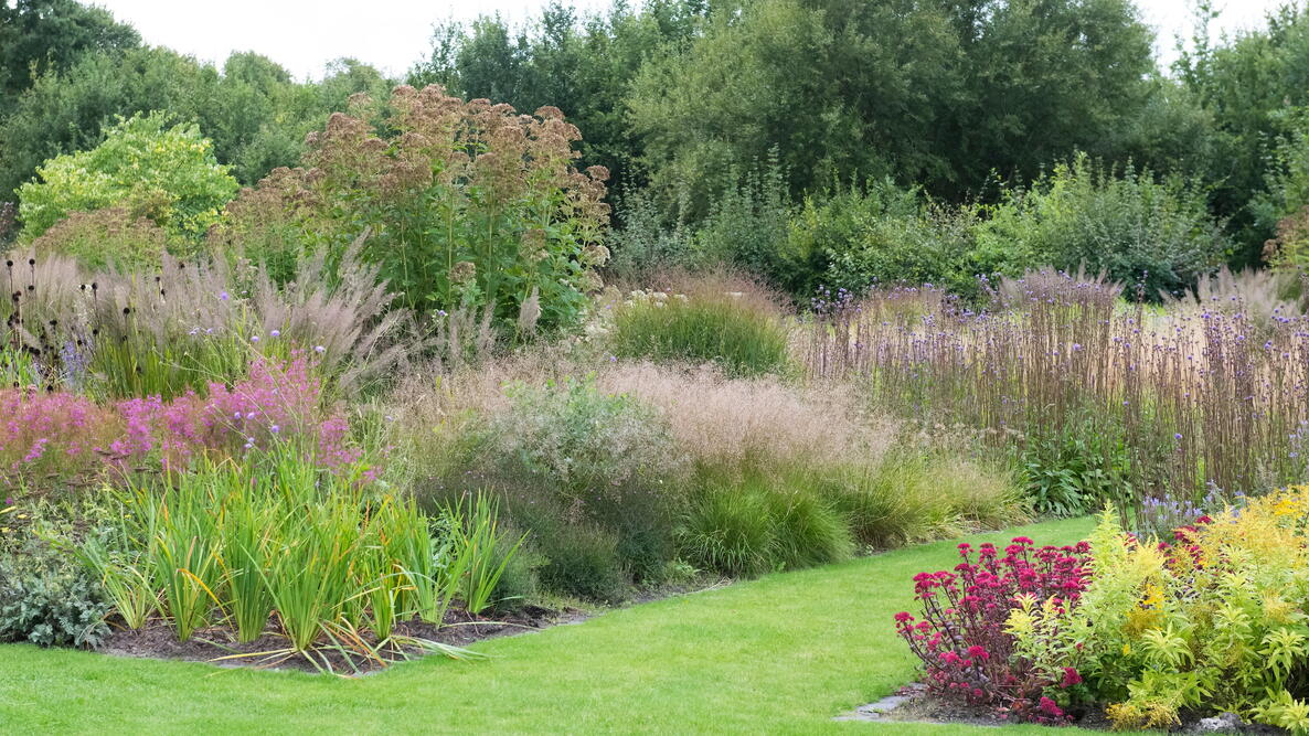 The Prettiest Ornamental Grasses for Your Landscape Almanac