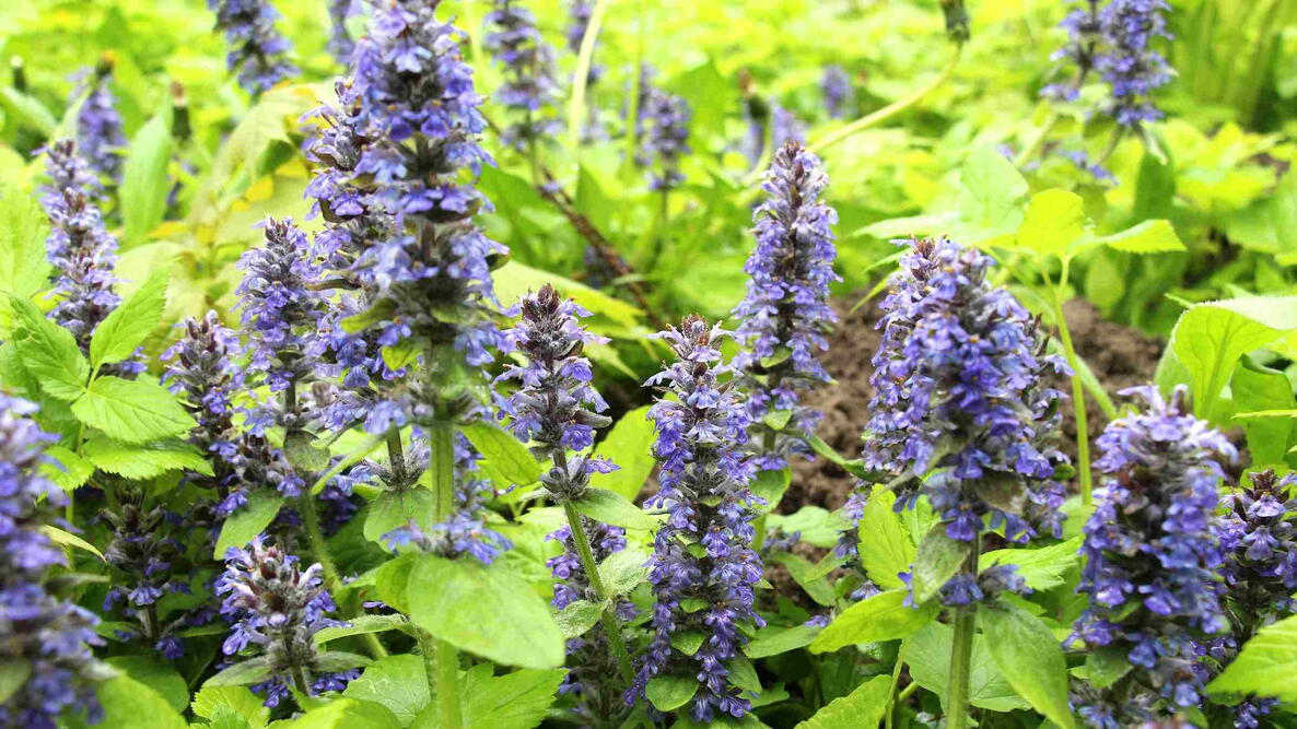 Ajuga reptans grows and blooms in herbs in the wild. 