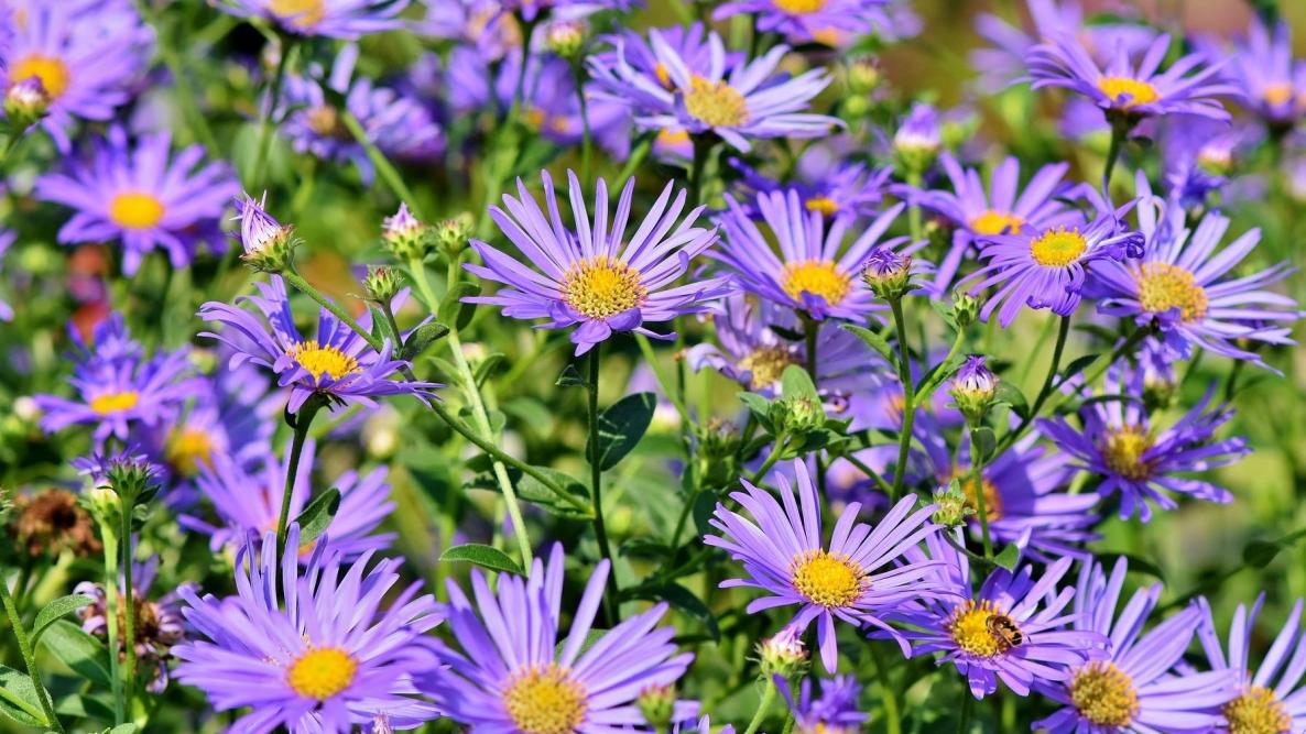 Image of Aster perennial flower