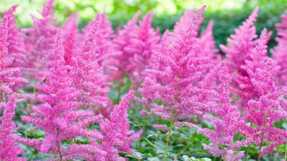 Image of Astilbes flowers