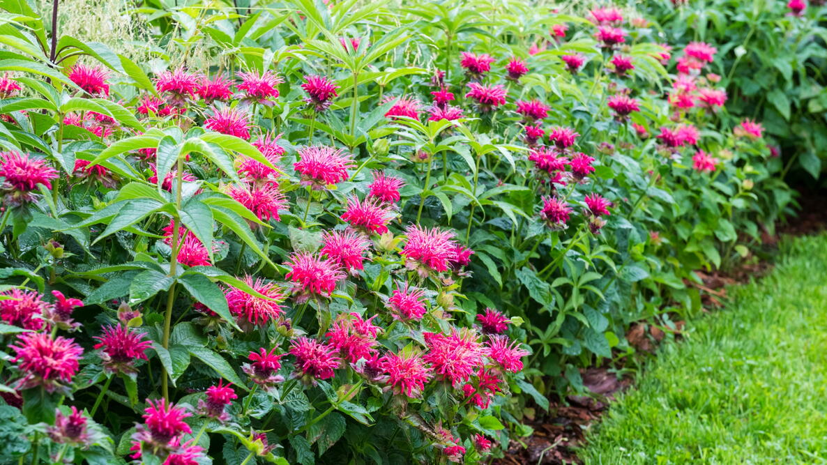 Image of Bee balm plant