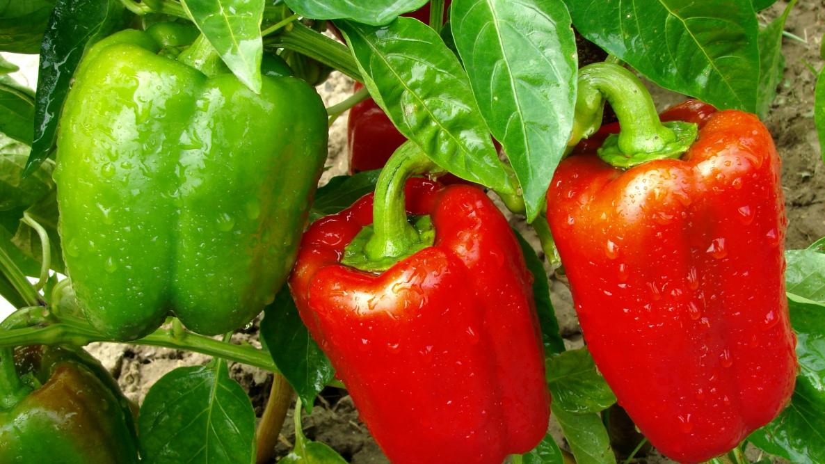 Image of Sweet peppers plant