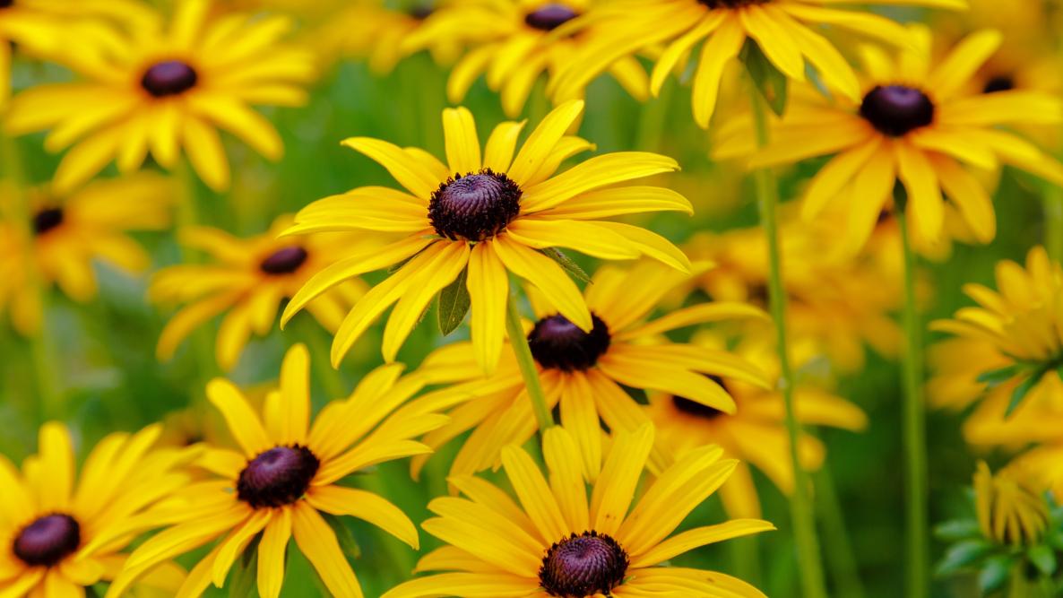 Image of Black-eyed Susans perennial flowers that bloom all summer in full sun