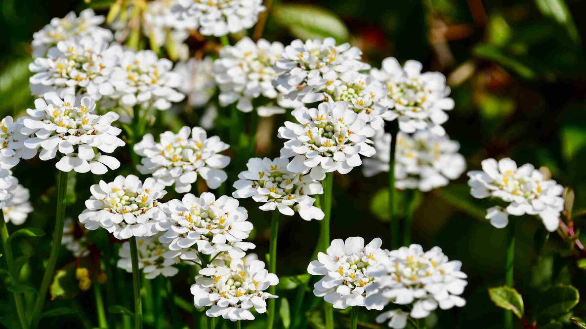 White blooming flower (Iberis sempervirens) seen in early spring