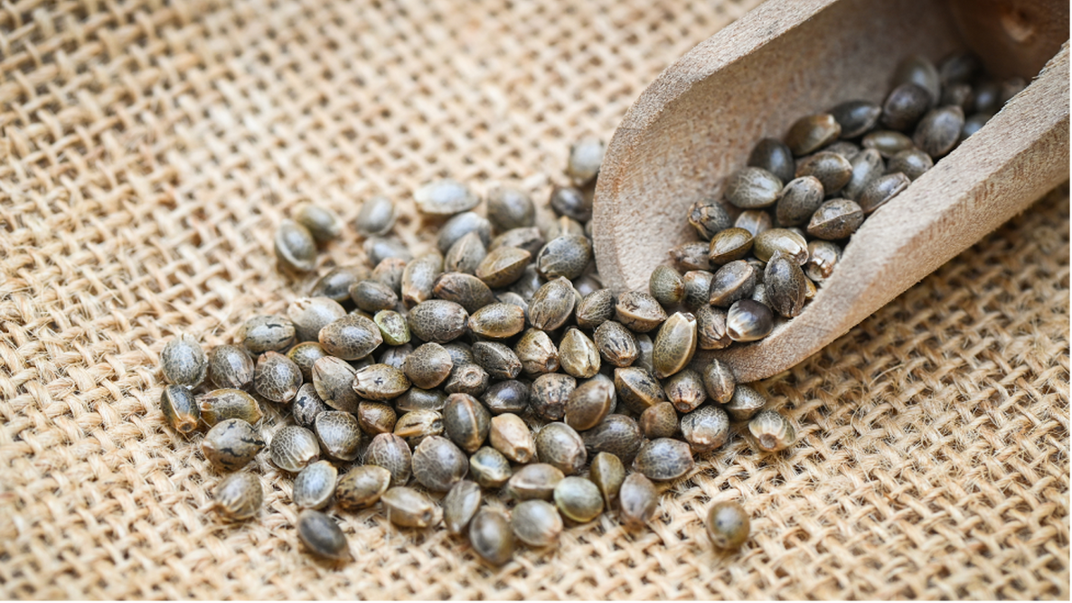 A scoop of cannabis seeds selected for high-quality feminized growth