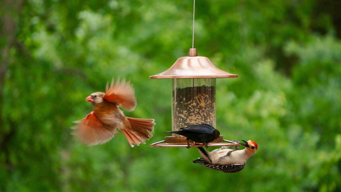 Northern cardinal in motion near a backyard bird feeder while other birds feed