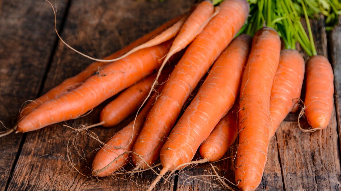Fresh orange carrots harvested from the garden
