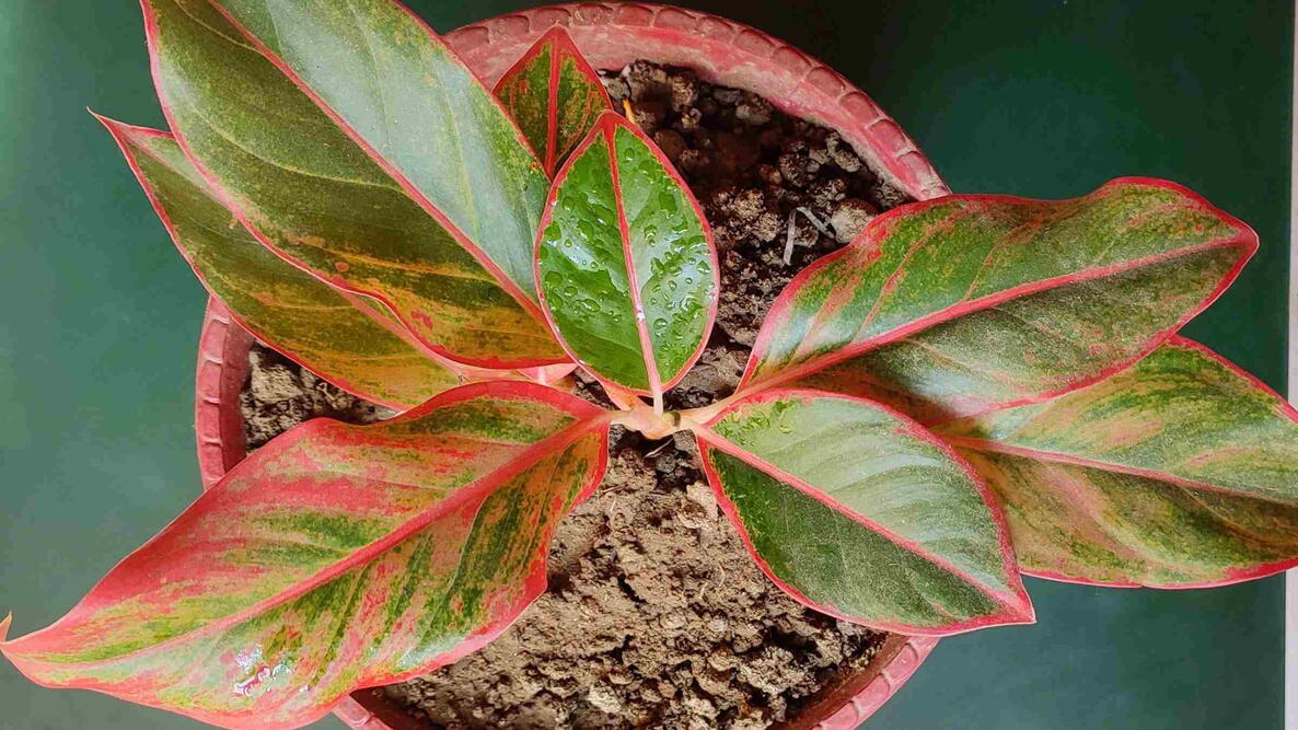A top view of Aglaonema plants or Chinese evergreens in a pot.