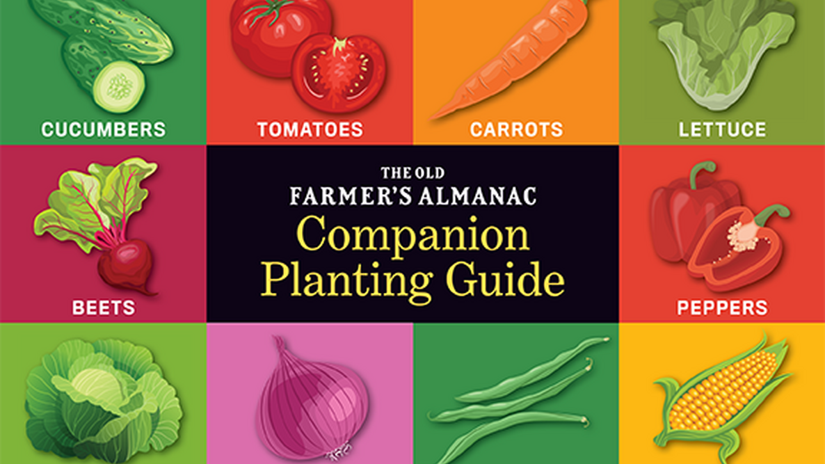 Image of Tomato companion planting chart pinterest image 2