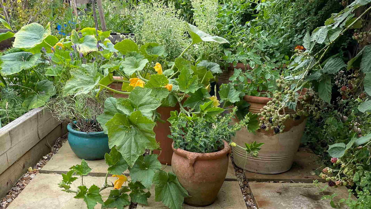 Container Vegetable Garden