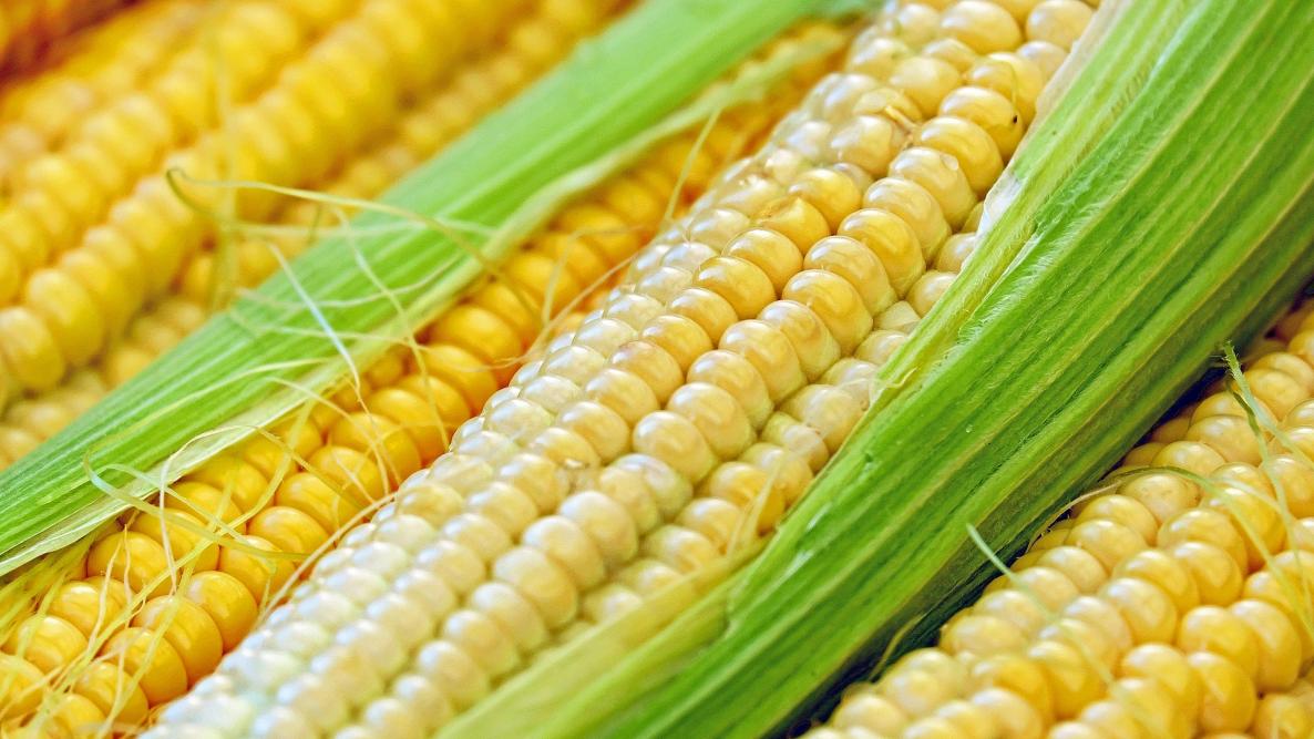 Image of Sweetcorn vegetable to plant in June