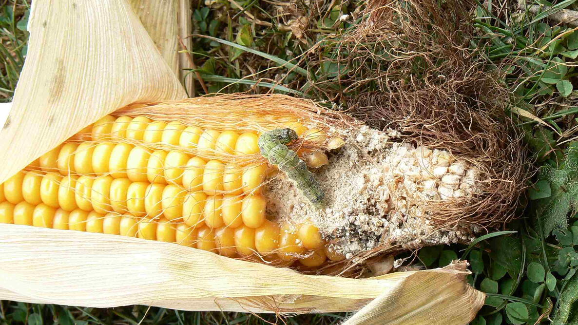 Corn earworm feeding on a corn cob