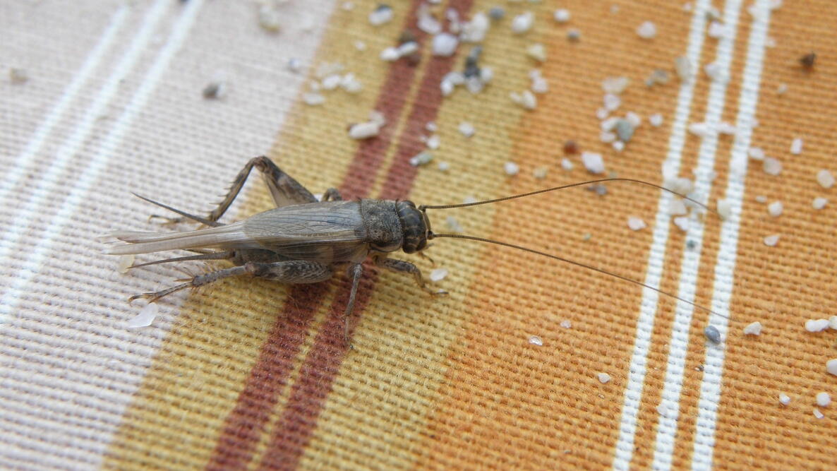 Cricket Facts and Keeping Crickets as Pets The Old Farmers Almanac