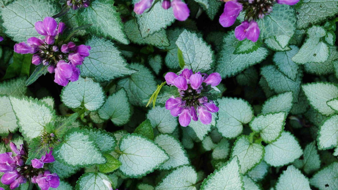 Spotted dead nettle with purple flowers and silvery leaves edged in green.
