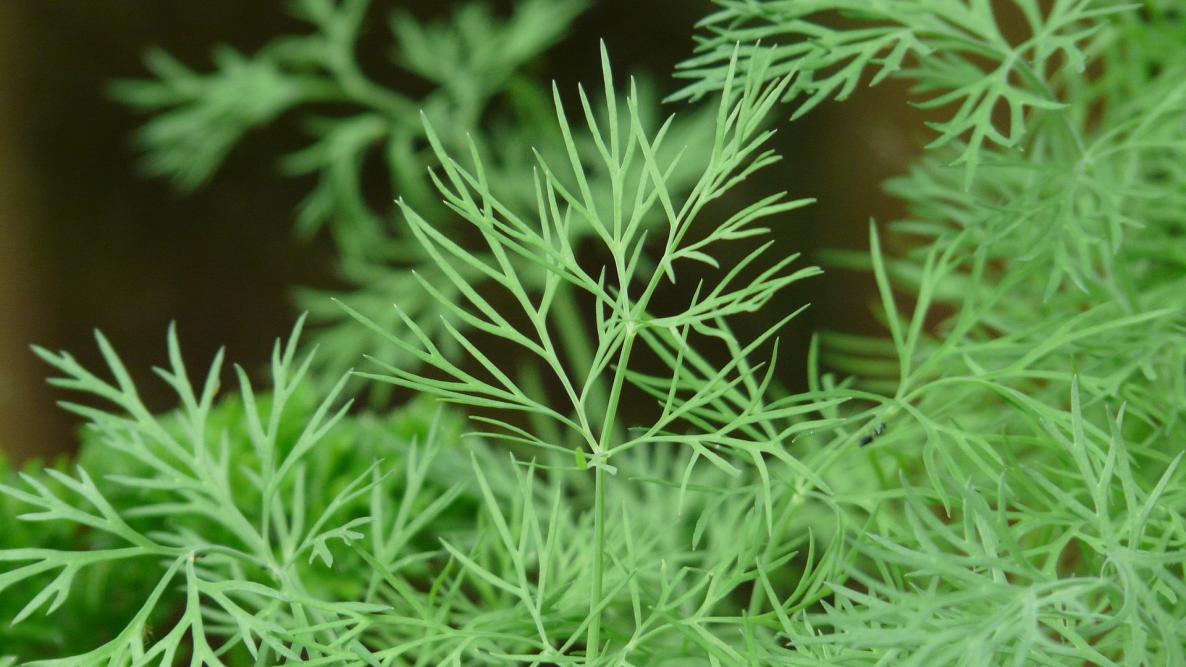 Image of Dill plants