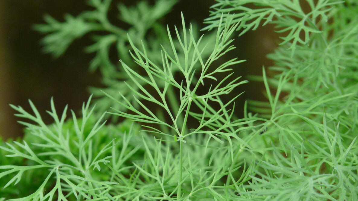 Image of dill plant