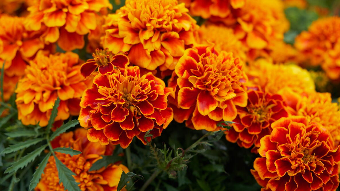 Image of Marigolds and Cosmos flowers