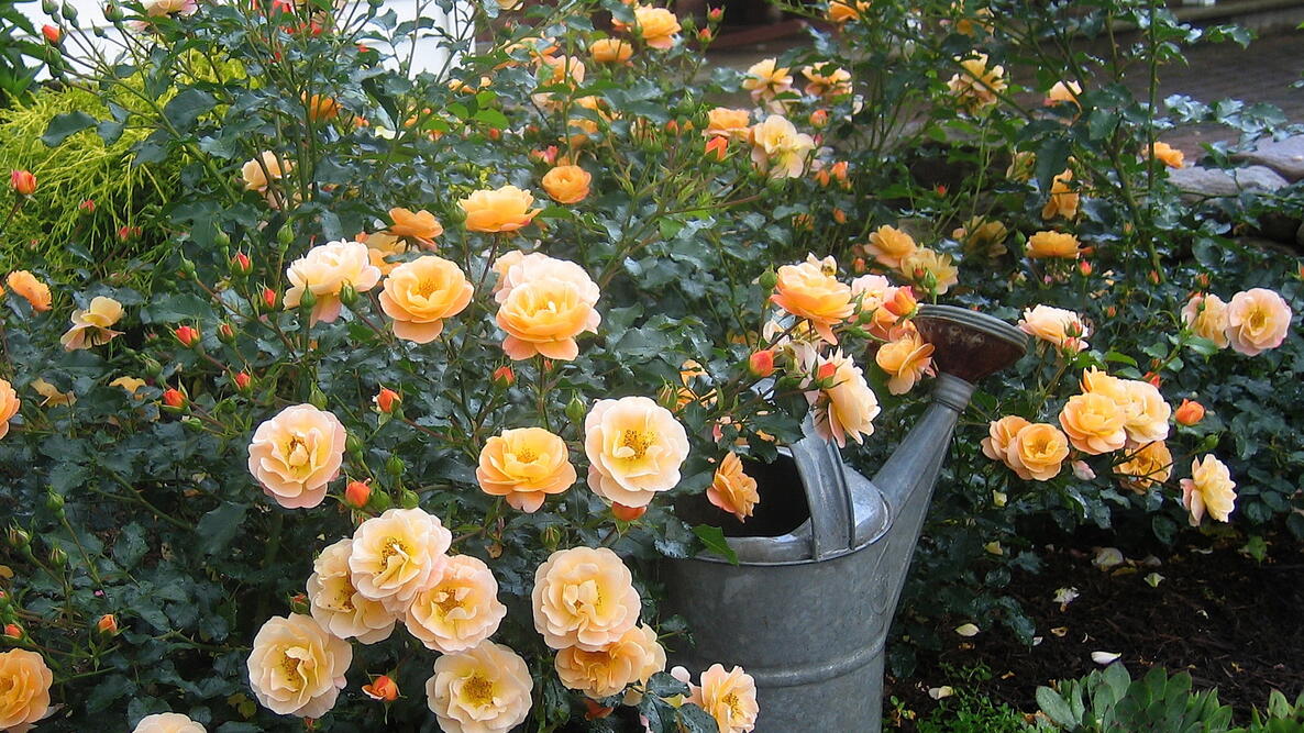 Rose 'Flower Carpet Amber' variety with a watering can