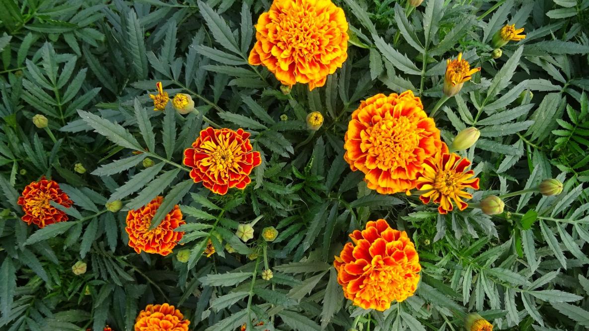 Image of Marigolds flowering plant