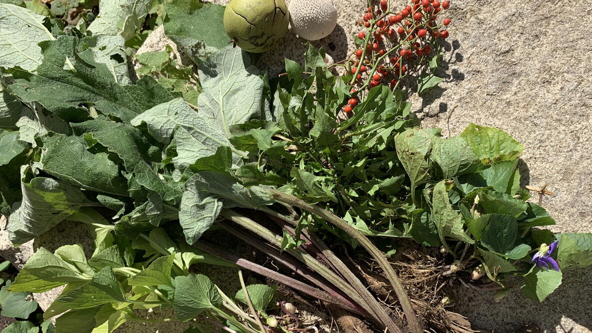 fall foraging finds, sumac, burdock, wild voilet, and more