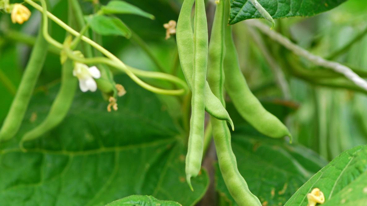 Image of Beans summer plants vegetables