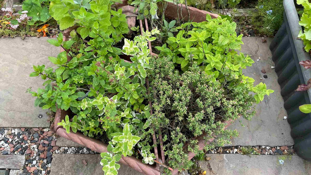 Herb garden in hexagonal planter