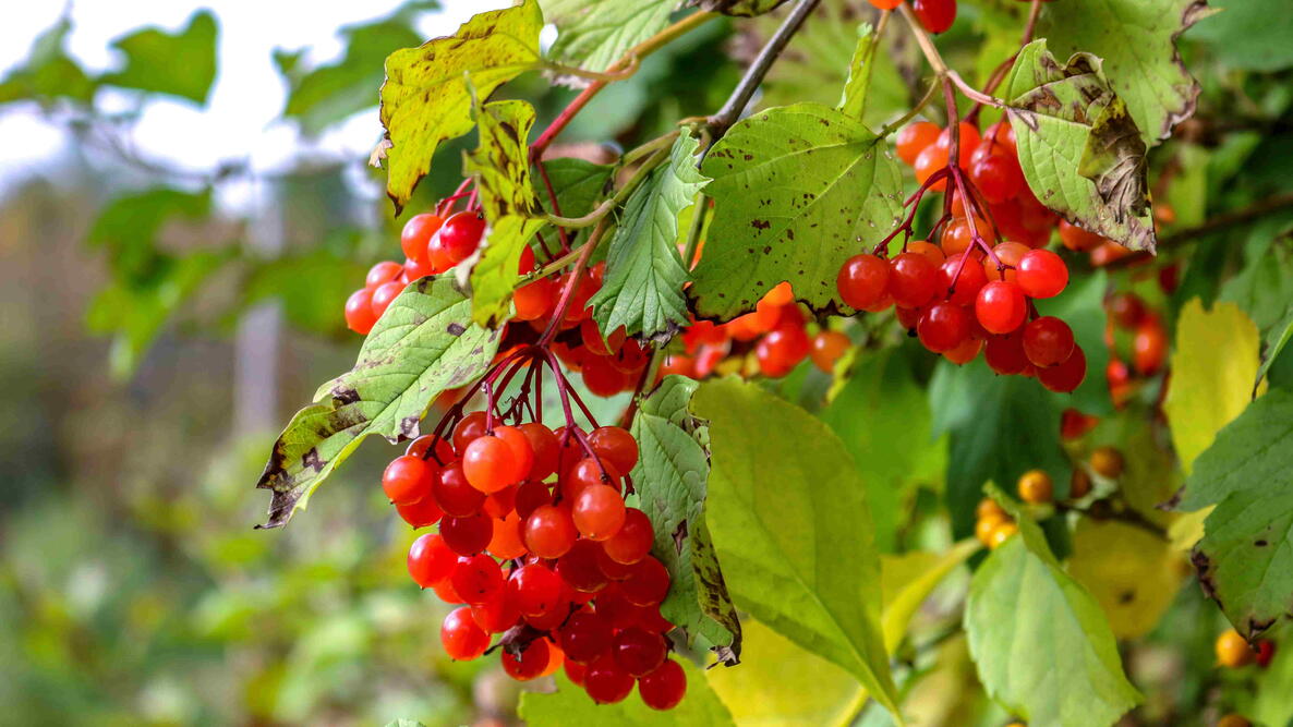 A close-up of a highbush cranberry during the autumn.