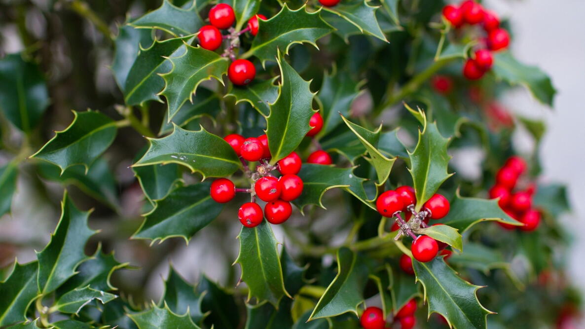 Holly Bush With Red Berries