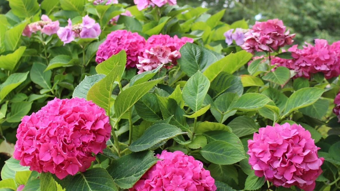 Image of Healthy hydrangea bush with pink flowers and mulch