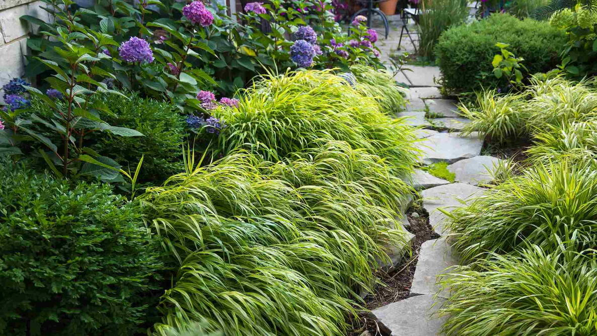 A limestone path separates borders of Hakonechloa macra Aureola, and Hakonechloa macra 'All Gold' a shade loving beautiful golden variegated grass and pink and blue bloomstruck hydrangeas