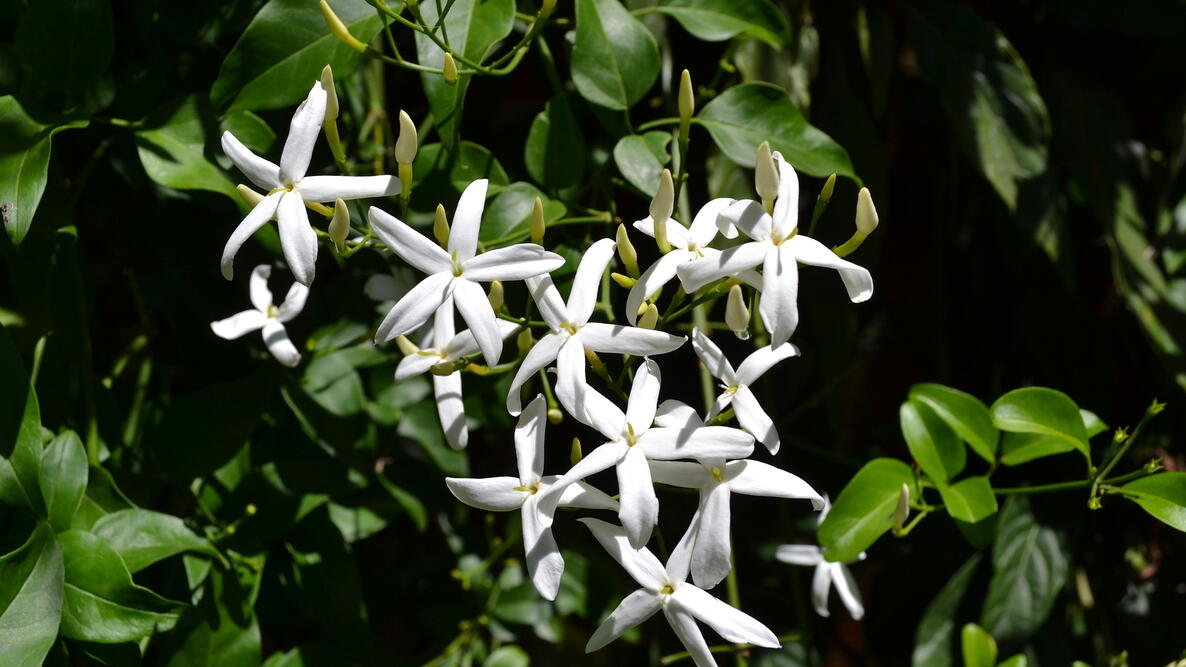 Jasmine: How to Grow Indoors | The Old Farmer's Almanac