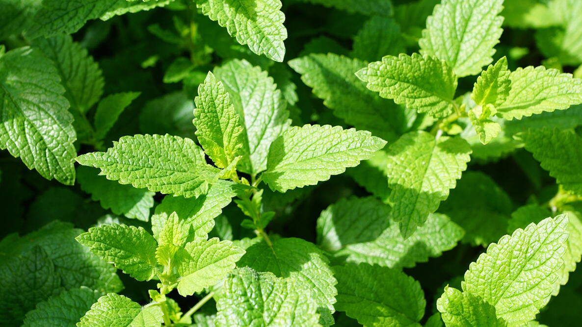 Image of Mint herb