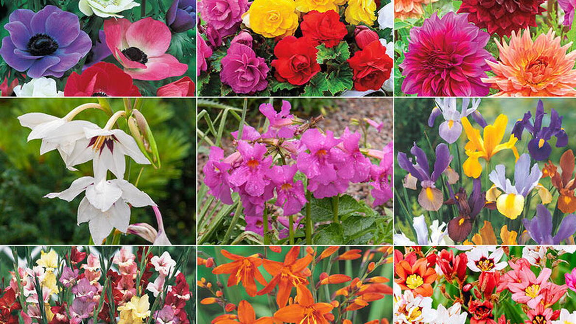 Growing Guide Spring Planted Bulbs The Old Farmer s Almanac