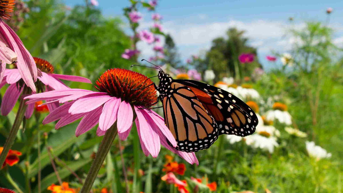 Monarch Butterfly pollinates pretty flowers in colorful botanical garden during migration