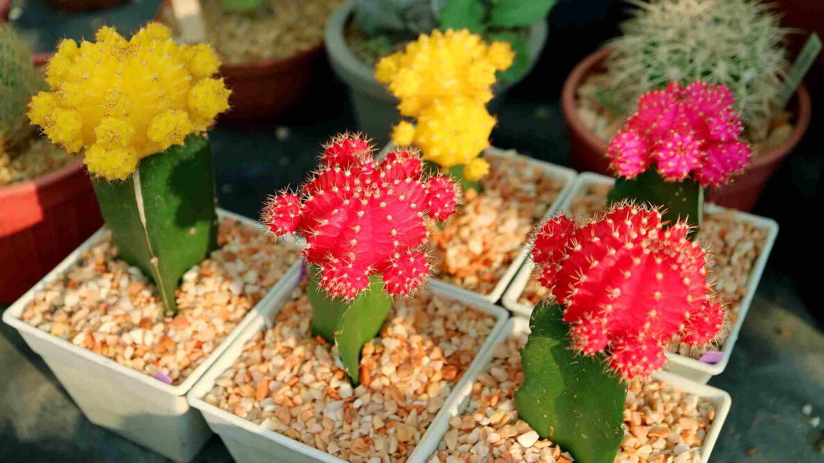 Moon Cactus Plant