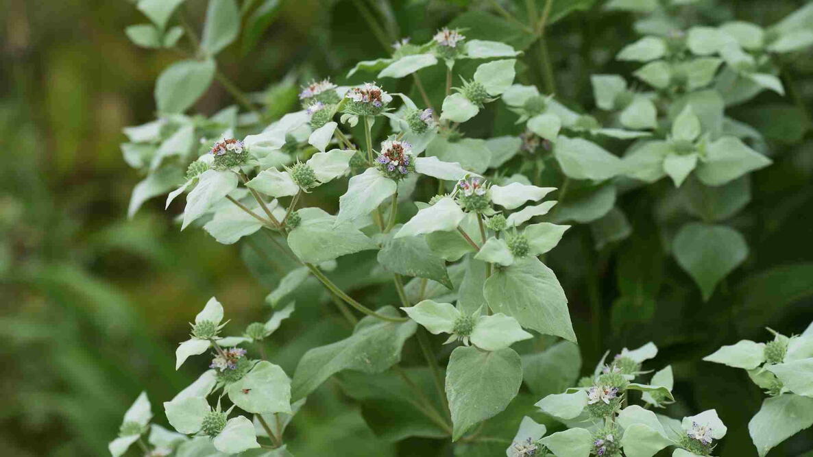 Short toothed mountain mint (Pycnanthemum miticum)