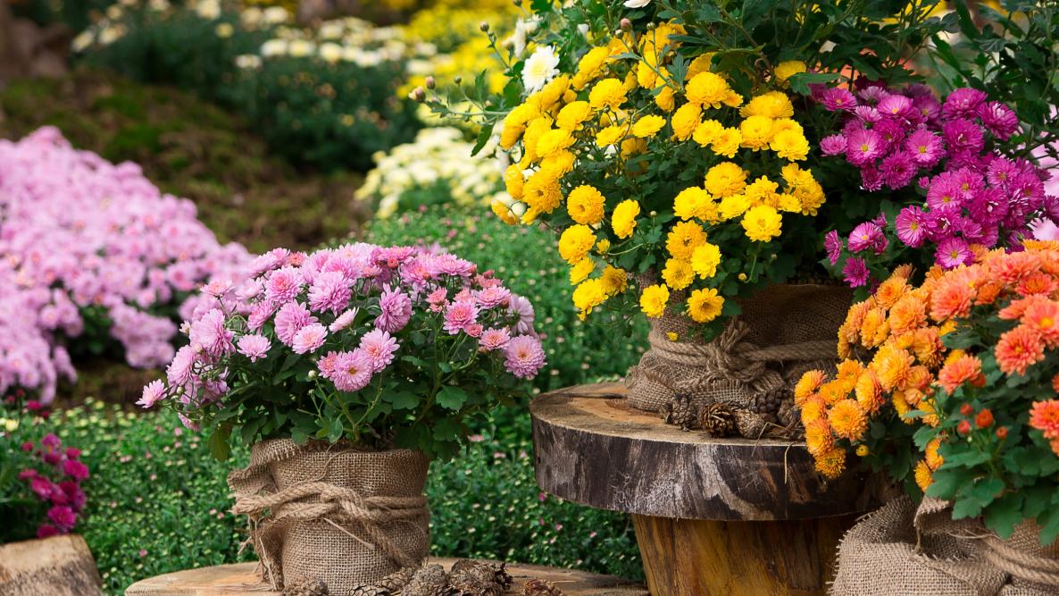 Image of Chrysanthemums plant in raised garden bed