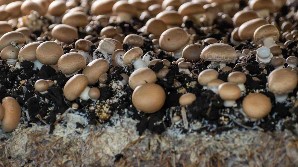 Growing of brown champignons mushrooms, mycelium grow from compost into casing on organic farm