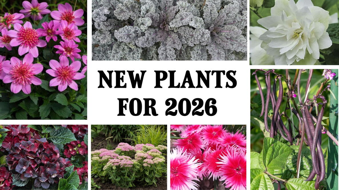 collage of new flowers, shrubs, and vegetable plants for 2026