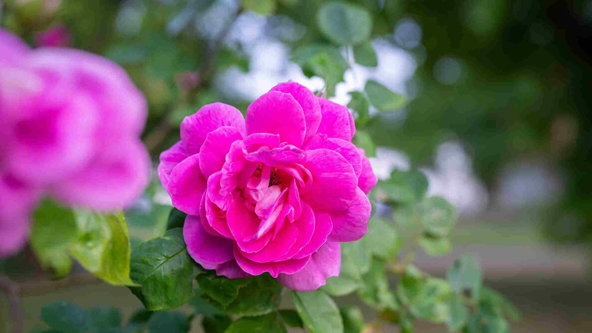 Vontage Roses Old Garden Roses: Types, Fragrance & Growing Tips | The Old Farmer's ...